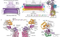 交大医学院考博生理生化