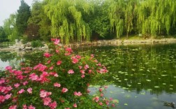 清华风景园林考博，如何高效备考？