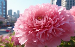 渭南城区 花，渭南市花