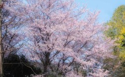 武汉理工考博外语有何要求？