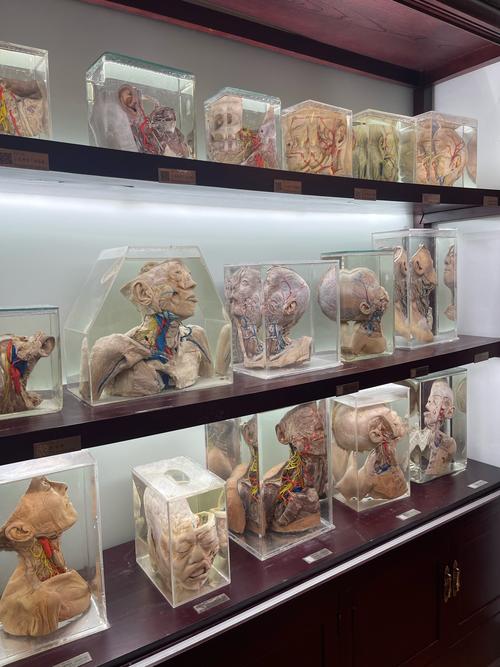 中山大学人体解剖学考博难不难？-图2