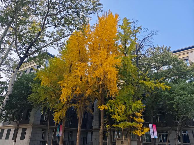 北京中医药大学日语考博有何要求？-图3