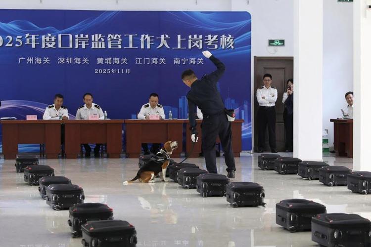 广州海关2025国考-图2 广州海关2025国考-图2