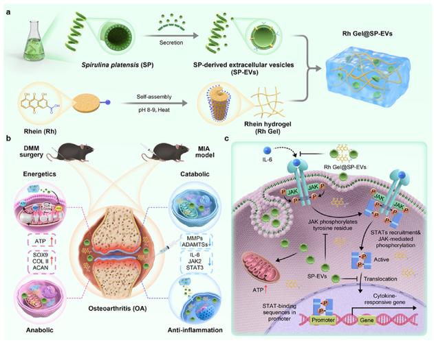 聚合物合成工艺学考研重点难点解析？-图1